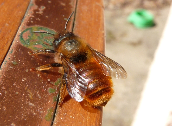 Osmia cornuta e osmia rufa